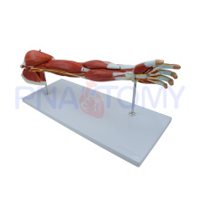 Anatomia PNT-0331 dos músculos do braço humano